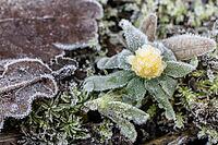 Winter aconite (Eranthis hyemalis) in hoarfrost, Emsland, Lower Saxony, Germany [IBR123895628]
