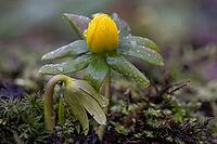 Winter aconite (Eranthis hyemalis), Emsland, Lower Saxony, Germany [IBR123895629]
