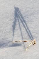 Shadow-casting grasses in snow, Emsland, Lower Saxony, Germany [IBR123895630]