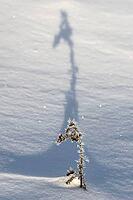 Shadow-casting grasses in snow, Emsland, Lower Saxony, Germany [IBR123895631]