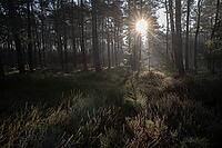 Light rays in the forest, Emsland, Lower Saxony, Germany [IBR123895632]