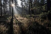 Light rays in the forest, Emsland, Lower Saxony, Germany [IBR123895633]