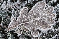 Oak leaf (Quercus robur) on fern frond (Polystichum) in hoarfrost, Emsland, Lower Saxony, Germany [IBR123895639]