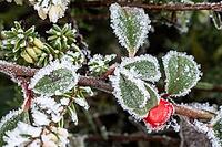 Cotoneaster horizontalis in hoarfrost, Emsland, Lower Saxony, Germany [IBR123895640]