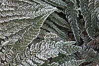 Fern fronds (Polystichum) in hoarfrost, Emsland, Lower Saxony, Germany [IBR123895641]