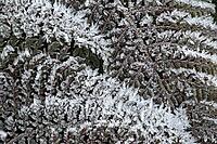 Fern fronds (Polystichum) in hoarfrost, Emsland, Lower Saxony, Germany [IBR123895642]