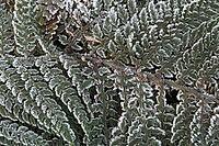 Fern fronds (Polystichum) in hoarfrost, Emsland, Lower Saxony, Germany [IBR123895643]