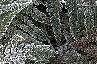 Fern fronds (Polystichum) in hoarfrost, Emsland, Lower Saxony, Germany [IBR123895644]