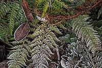 Fern fronds (Polystichum) in hoarfrost, Emsland, Lower Saxony, Germany [IBR123895645]