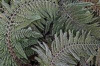 Fern fronds (Polystichum) in hoarfrost, Emsland, Lower Saxony, Germany [IBR123895646]