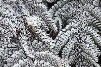 Fern fronds (Polystichum) in hoarfrost, Emsland, Lower Saxony, Germany [IBR123895647]