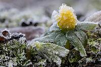 Winter aconite (Eranthis hyemalis) in hoarfrost, Emsland, Lower Saxony, Germany [IBR123895648]