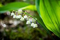 Lily of the valley (Convallaria majalis) in bloom, Saxony, Germany [IBR123911476]