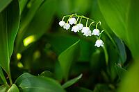 Lily of the valley (Convallaria majalis) in bloom, Saxony, Germany [IBR123911477]