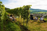 Wine tasting in the vineyards, Freiburg im Breisgau, Black Forest, Baden-Württemberg, Germany [IBR123911496]