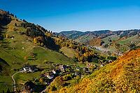 Autumn-colored forest, Münstertal, Black Forest, Baden-Württemberg, Germany [IBR123911498]