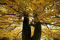 Autumn-colored beech, Wiesental, Black Forest, Baden-Württemberg, Germany [IBR123911499]