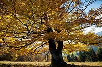 Autumn-colored beech, Wiesental, Black Forest, Baden-Württemberg, Germany [IBR123911501]