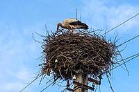White stork (Ciconia ciconia) in the nest, Ukraine [IBR123911508]