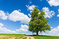 Cunnersdorfer Lime tree, single lime tree (Tilia) on a hill near Glashütte, Saxony, Germany [IBR123911532]