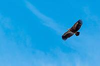 A griffon vulture (Gyps fulvus) flies on a sunny day against a grey sky. Austria [IBR123911534]