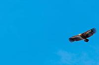 A griffon vulture (Gyps fulvus) flies on a sunny day against a grey sky. Austria [IBR123911535]
