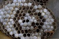 Wasp nest with larvae and pupae of polystid wasps [IBR123911550]