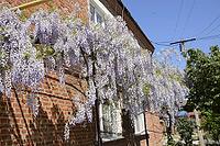 Chinese wisteria grows and blooms on the gazebo near the house [IBR123911556]