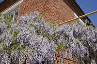 Chinese wisteria grows and blooms on the gazebo near the house [IBR123911557]