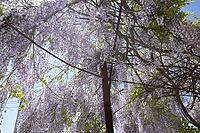 Chinese wisteria grows and blooms on the gazebo near the house [IBR123911558]