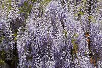 Chinese wisteria grows and blooms on the gazebo near the house [IBR123911560]
