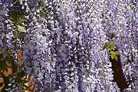 Chinese wisteria grows and blooms on the gazebo near the house [IBR123911561]