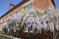Chinese wisteria grows and blooms on the gazebo near the house [IBR123911562]