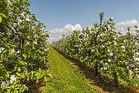 Blooming apple trees in an apple orchard in spring, moated castle am Lake Constance, Bavaria, Germany [IBR123911563]