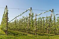 Blooming apple trees in an apple orchard in spring, moated castle am Lake Constance, Bavaria, Germany [IBR123911564]