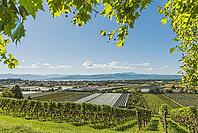Vineyards and orchards on Lake Constance with alpine panorama, Kressbronn, Baden-Württemberg, Germany [IBR123911565]