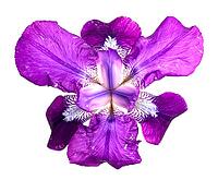 OLYMPUS DIGITAL CAMERA [IBR123980383]