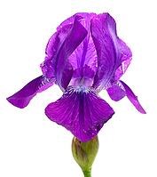 OLYMPUS DIGITAL CAMERA [IBR123980390]