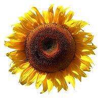 Sunflower isolated on a white background [IBR123980418]