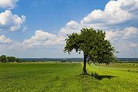 Lonely tree on the field [IBR123980421]
