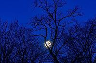 Full moon between bare trees, Upper Austria [IBR123990981]