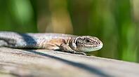 Forest lizard (Zootoca vivipara) or mountain lizard (Syn. Lacerta vivipara), also bog lizard, lying, standing on wooden plank path in the sun, looking directly into the camera, view, sunbathing, warming up, close-up, close-up, macro, macro shot, portrait, [IBR123990983]