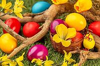 Colourful Easter eggs in and around a small basket, branches and blossoms on grass [IBR123990984]