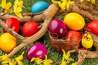 Colourful Easter eggs in and around a small basket, branches and blossoms on grass [IBR123990985]
