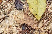 Close-up of wet oak leaf with raindrops on gravel and pine needles — autumn texture and seasonal details [IBR123990991]