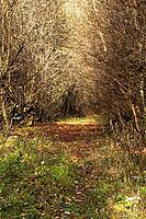 Leafy forest trail framed by bare trees — Quiet tunnel of branches with dappled late autumn light [IBR123990993]