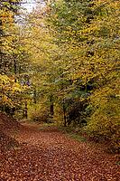 Quiet forest path covered by foliage in autumn — winding path through deciduous trees with lots of daylight [IBR123990994]