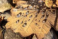 Macro close-up of brown oak leaf with sparkling water droplets — seasonal texture and shallow depth of field [IBR123990996]