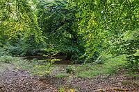 Süntel beech (Fagus sylvatica var. suentelensis), Prästaskogen Nature Reserve, Skåne, Sweden, July 2025 [IBR123991005]