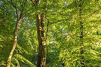 Beech forest, Prästaskogen Nature Reserve, Skåne, Sweden, July 2025 [IBR123991006]